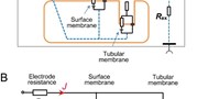 A&#160;new approach to the determination of tubular membrane capacitance: passive membrane electrical properties under reduced electrical conductivity of the extracellular solution