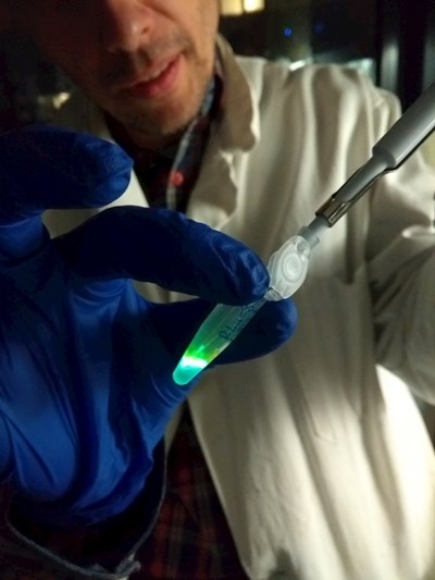 Ukázka produkce studeného světla smícháním enzymu luciferázy a luciferinu ve zkumavce v laboratorních podmínkách.
