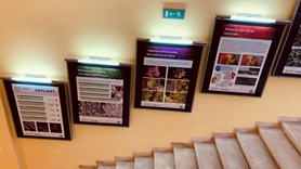 Breathtaking images from 10 years of research with the Mira3 SEM microscope at CEPLANT: Exhibition on the dean's&#160;office staircase