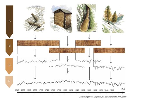 Princip datování dřeva a vzniku časové řady teploty vzduchu