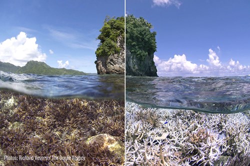 Zdravý korálový útes (vlevo) a útes poškozený zbělením (vpravo), ostrov Samoa