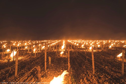 Zapálené ohně ve vinohradu k omezení škod pozdními mrazy