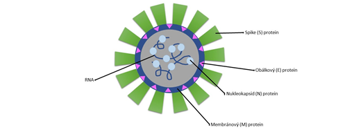 Struktura viru SARS-Cov-2.