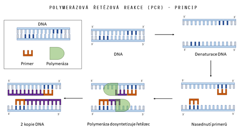 Na obrázku můžeš vidět schematicky znázorněný jeden cyklus PCR reakce.