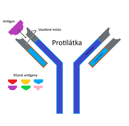 Na obrázku vidíme základní stavbu protilátky, která připomíná písmeno ypsilon. Antigen se váže do vazebného místa na principu zámek-klíč.