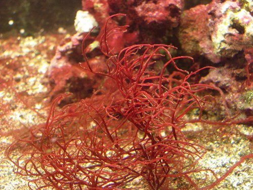 Červená řasa rodu Gracilaria, ze které se získává agar.