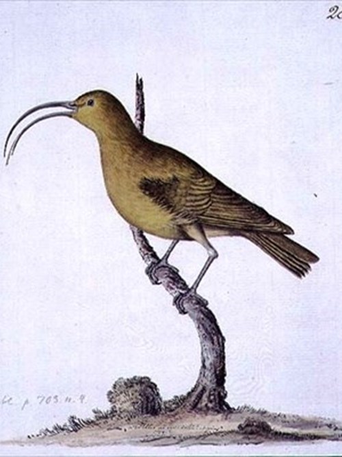 Akiaola obscura. Vyhynulý ptačí druh.