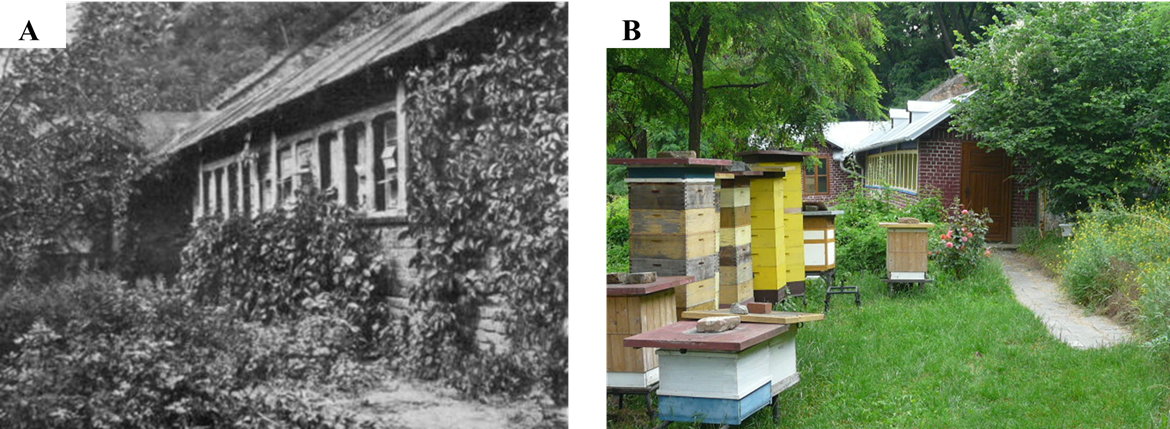 Mendelův včelín před rokem 1909 (A) a včelín a několik úlů v současnosti (B). Zdroj: archiv Mendelova muzea.