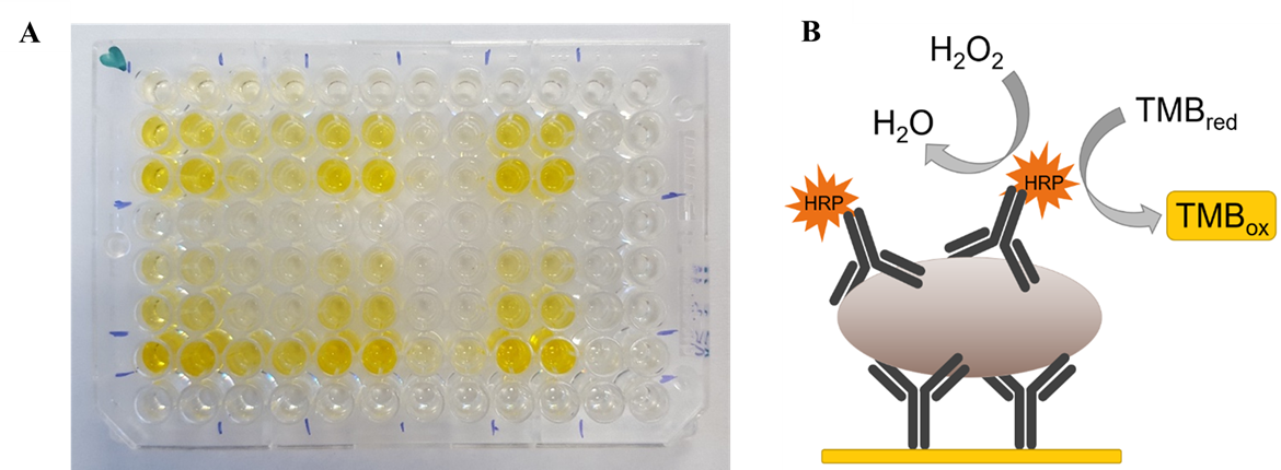 Mikrotitrační destička po provedení ELISA stanovení (A) a Schéma imunostanovení původce hniloby včelího plodu (B). Protilátka na povrchu mikrotitrační destičky zachytí bakterii, následuje vazba konjugátu protilátky s enzymem a tvorba barevného produktu. Zdroj: archiv výzkumné skupiny Imunostanovení a nanosenzory.