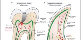 New article about Plasticity of Dental Cell Types in Development, Regeneration, and Evolution