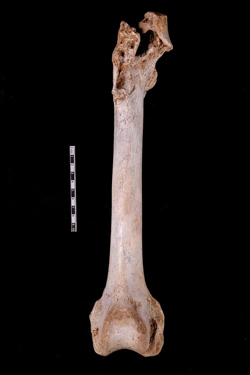 Patologicky postižená pravá stehenní kost (femur).  Na kosti jsou zřetelné výrůstky způsobené zánětem a vpravo nahoře je vidět pakloub, který delší čas fungoval, než zvíře zahynulo.