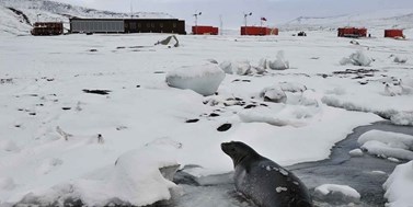 Antarktida je bez medvědů. Zato chaluhy předvádí show a&#160;na lachtany bacha