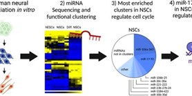 MicroRNA Profiling of Self-Renewing Human Neural Stem Cells Reveals Novel Sets of Differentially Expressed microRNAs During Neural Differentiation In Vitro