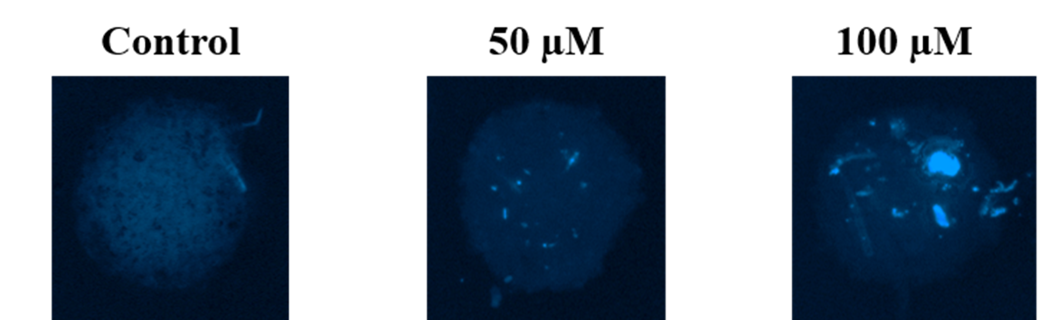 Fig. 1. Accumulation of fluorescent drug carrier component in liver in vitro 3D model
