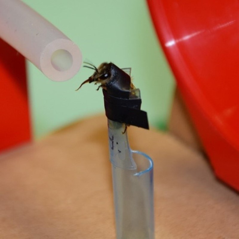 Reflex vysunutí sosáku. Včela v laboratorním experimentu ucítila vůni, na kterou byla předtím trénovaná. Hýbe tykadly a vysunuje sosák v očekávání potravy. Test se používá pro měření paměťových schopností včel. Foto Archiv Laboratoře