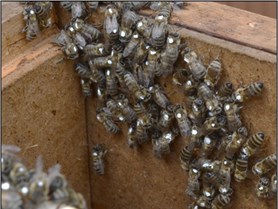 Včely značené barvou na hrudi, takto lze např. potvrdit úspěšné přezimování, kdy na podzim označené včely najdeme ve včelstvu ještě na jaře následujícího roku. Foto Archiv Laboratoře