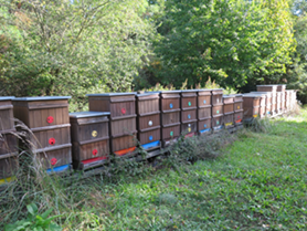 Včelín na Kývalce, který je detašovaným pracovištěm Výzkumného ústavu včelařského s.r.o. a kde se nacházejí experimentální včelstva. Foto Archiv Laboratoře