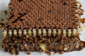 Izolované včelí kukly nachystané pro injikaci patogenů. Foto Archiv Laboratoře
