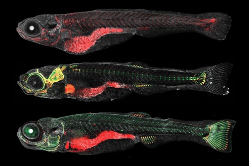 Live juvenile zebrafish showing skeletal and connective tissues (multiple colors). Peter Fabian archive.