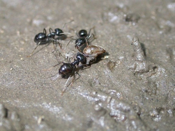 Mravenci nachází ve vysychavých tocích potravu. Foto: Petr Pařil