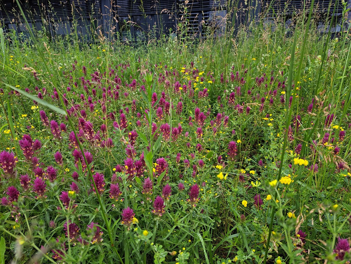 Lawn blooming in all colours. Melampyrum and leguminous plants are very attractive source of nutrition for various insects.