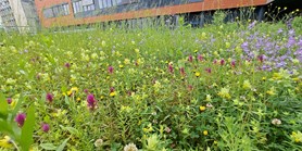 Poloparazitické rostliny pomáhají při údržbě trávníků Univerzitního kampusu v&#160;Bohunicích