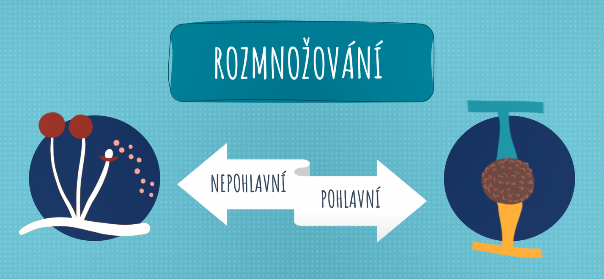 Dílčí segment z edukativního videa © Rozehnalová K. (2020)