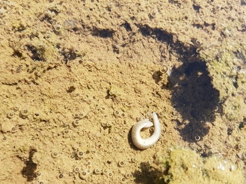 A relatively hardy and oxygen-insensitive mud leech (Erpobdella octoculata), which did not survive the high temperatures in the overheated pool on the Jihlavka River. Photo: Petr Pařil