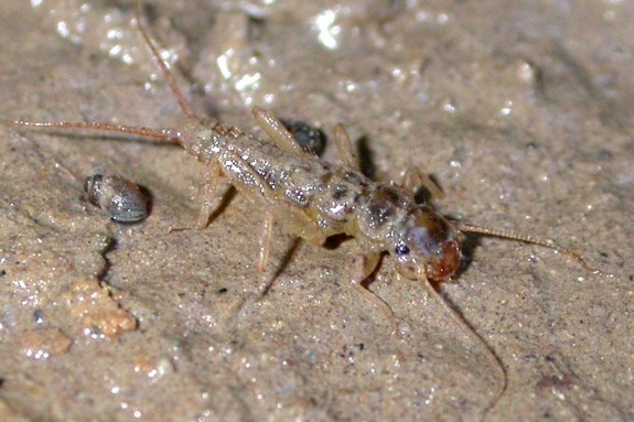 The predatory stonefly larva of Isoperla genus belongs to typical insect bioindicators of good water quality. Photo: Petr Pařil