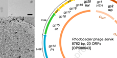 Jorvik: a&#160;membrane-containing phage that will likely found a&#160;new family within Vinavirales