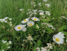 One of the most frequent alien species in Europe: Erigeron annuus, native in North America