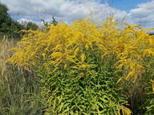 One of the typical alien invasive species in the Czech Republic, Solidago canadensis.
