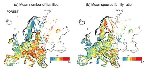 Zastoupení čeledí v Evropě - lesní vegetace