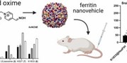 BODIPY-labelled acetylcholinesterase reactivators can be encapsulated into ferritin nanovehicles for enhanced bioavailability in the CNS