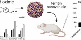 BODIPY-labelled acetylcholinesterase reactivators can be encapsulated into ferritin nanovehicles for enhanced bioavailability in the CNS