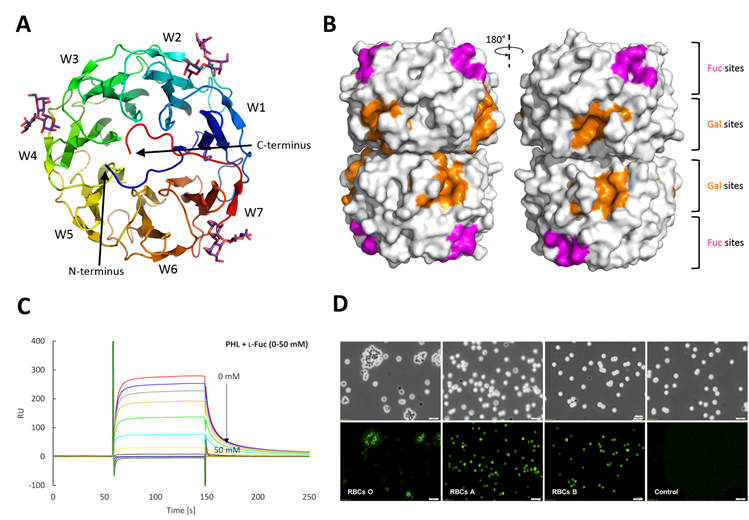 Struktura nového lektinu PHL z entomopatogenní bakterie a nového lidského patogenu Photorhabdus asymbiotica. Tento lektin vykazuje dvojí specifitu pro vazbu cukrů a modulující účinky na imunitní odpověď hostitele (Jančaříková, PLOS Pathogens, 2017). A - struktura monomeru PHL v komplexu s trisacharidem BGH, B - lokalizace Fuc a Gal-specifických míst v dimeru PHL, C - SPR senzorgram ukazující specifitu PHL vůči L-Fuc, D - interakce značeného PHL s červenými krvinkami.