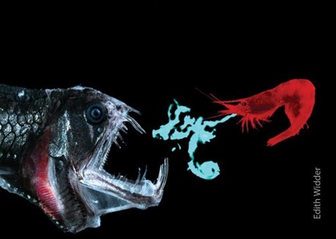 Bioluminiscenční kreveta se snaží zmást predátora, zdroj fotografie: Edith Widder
