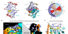 Illuminating the mechanism and allosteric behavior of NanoLuc luciferase