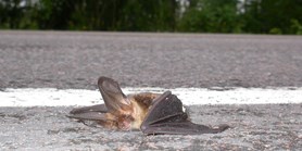Naturalists to suggest how to better protect migrating birds and bats from cars on roads.