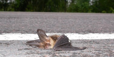 Naturalists to suggest how to better protect migrating birds and bats from cars on roads.
