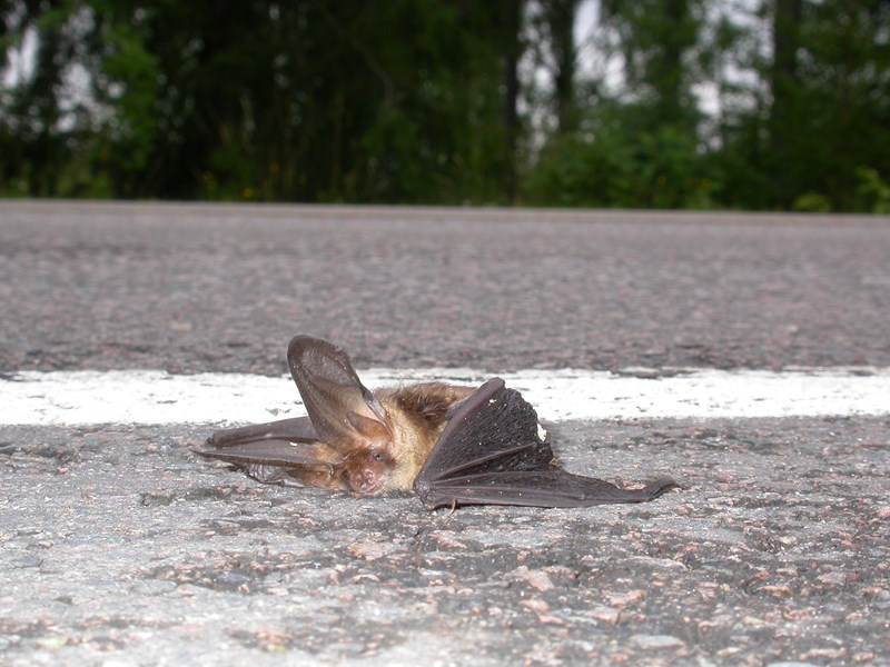 Unfortunately, more than 10% of bird and bat populations die on roads. Photo: Tiina Mäkalä