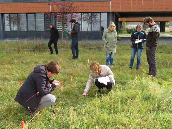 Botanici studují rostliny trávníku v okolí Univerzitním kampusu Bohunice. Foto: Zdeňka Lososová