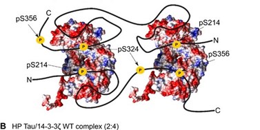 Náš výzkum: Studium struktury a&#160;interakcí proteinu Tau pro pochopení Alzheimerovy nemoci