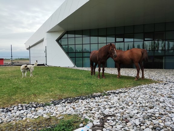 koně u letiště