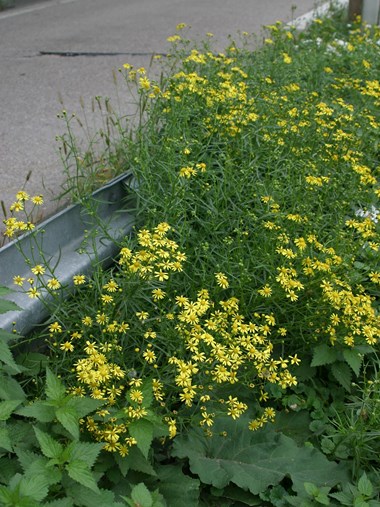 Along roads and highways, invasive narrow-leaved ragwort (Senecio inaequidens), originally from South Africa, has spread over the past 20 years. Rising temperatures likely contribute to its range expansion. Photo: Milan Chytrý.