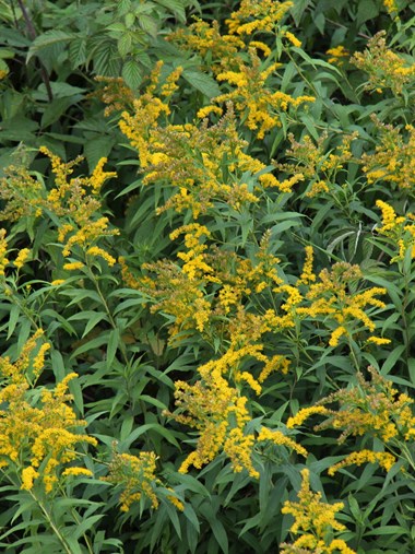 Giant goldenrod (Solidago gigantea) spreads in nutrient-rich and disturbed habitats. Its greatest increase occurred between 1961 and 1980. Photo: Milan Chytrý.