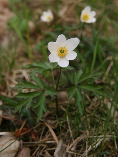 The increase in wood anemone (Anemone nemorosa) during the 1980s and 1990s indicates a gradual change of open-canopy forests to more shaded stands after the abandonment of traditional management. Photo: Jiří Danihelka.