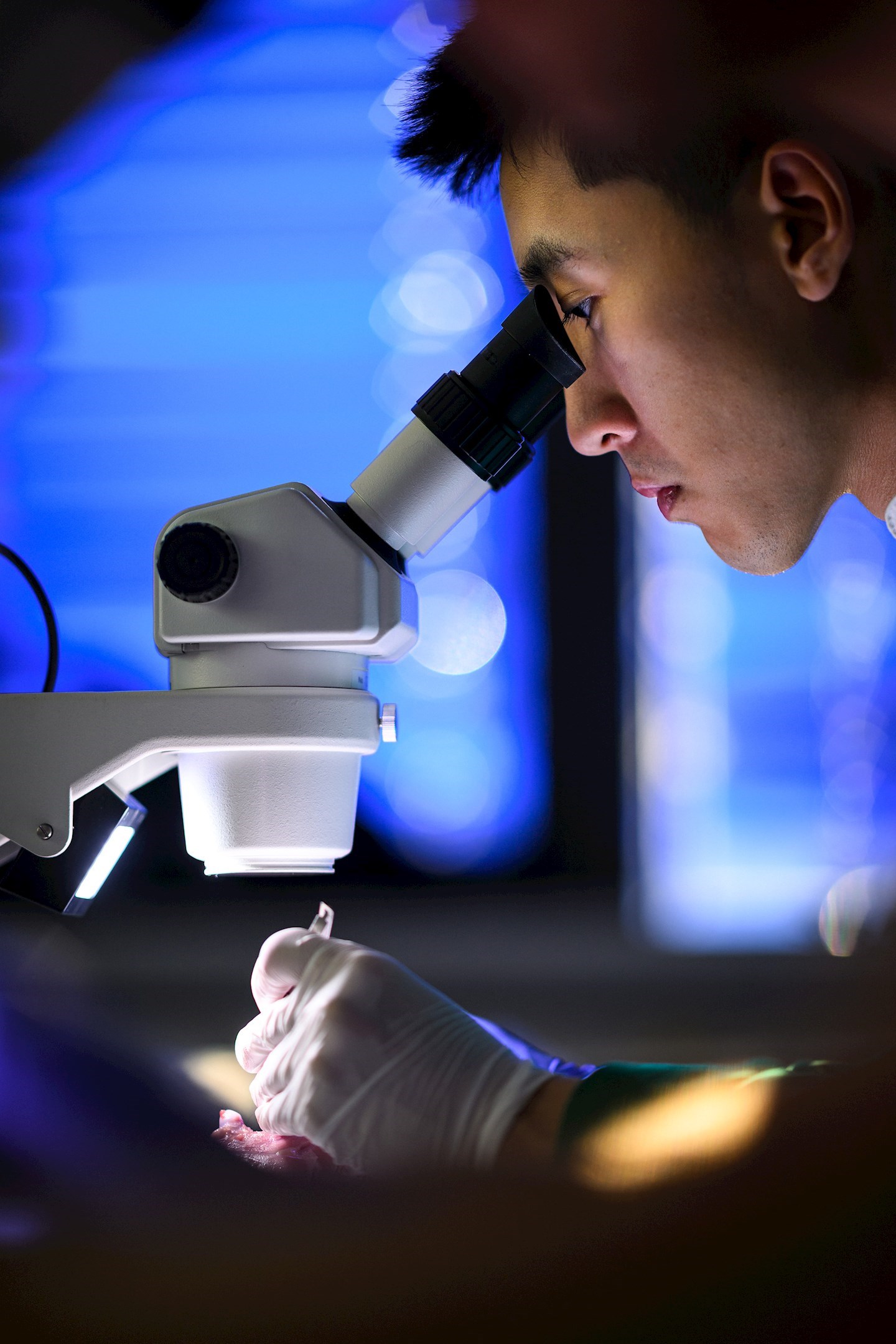 Mikrochirurgie – nové možnosti pro studenty všeobecného a zubního lékařství