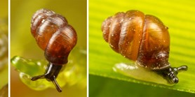 Zoologists revealed mechanisms behind the long evolution of Vertigo snails