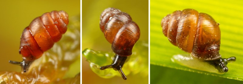 Three Vertigo species occurring in the Czech Republic and being internationally protected by the European law; from left to right: Vertigo angustior, V. geyeri and V. moulinsiana. Photo: Radovan Coufal.